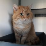 kater
