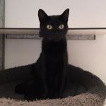 poes