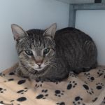 kater