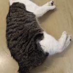 kater