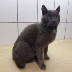 poes