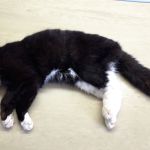 kater