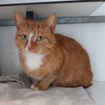 kater