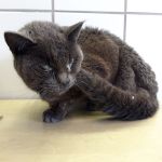 kater