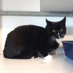 kater