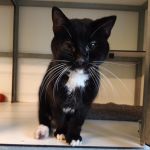 kater