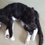 kater