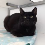 kater