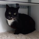 kater