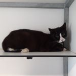 poes