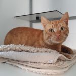 kater