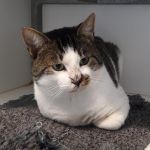 kater