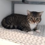 kater