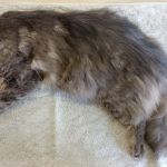 kater