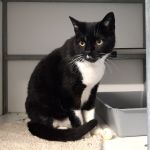 kater