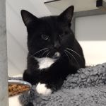 kater
