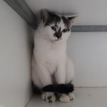 kater