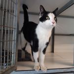 kater