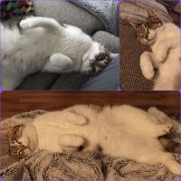 Koekie