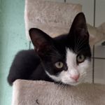 Abel/ kitten