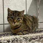 Bo/ kitten