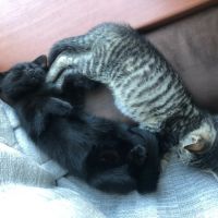 Bowie en Nina