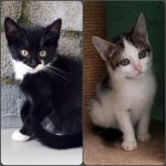 Bumba en Balou/ kittens