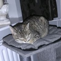Cara