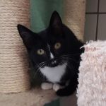 ChaCha/ kitten