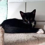 ChaCha/ kitten