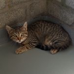 Chelsea/ kitten
