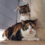 Indy en Daisy/ zussen