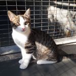 Dakota/ kitten