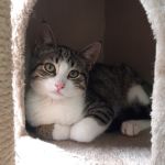 Diego/ kitten
