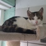 Dorus/ kitten