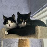 Gina en Gijs/ jong