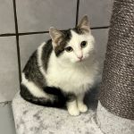 Gucci/ kitten