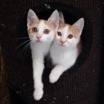 Jack en Jill/ kittens