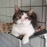 Joep/ senior
