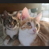 Kiwi & Mango