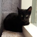 Laica/ kitten