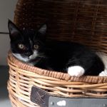 Mambo/ kitten