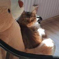 Mila