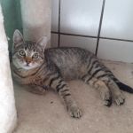 Milan/ kitten