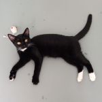 Molly/ kitten