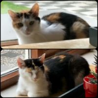 Molly en Sunny