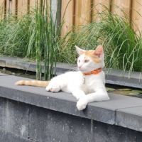 Mylo