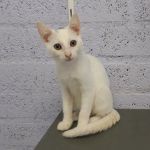 Nino/ kitten