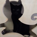 Noah/ kitten