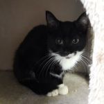 Nova/ kitten